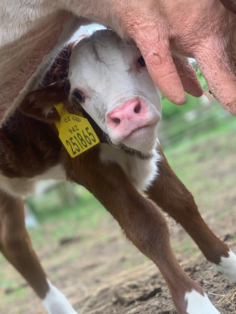 Telení 2024 na naší farmě máme za sebou