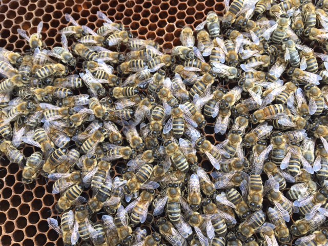Začínáme chovat včely. 